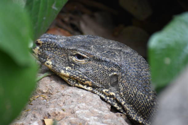 istock Water monitor head 1084396802