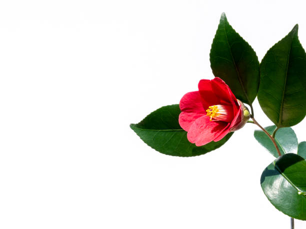 Camellia. Red flower. camellia photos stock pictures, royalty-free photos & images
