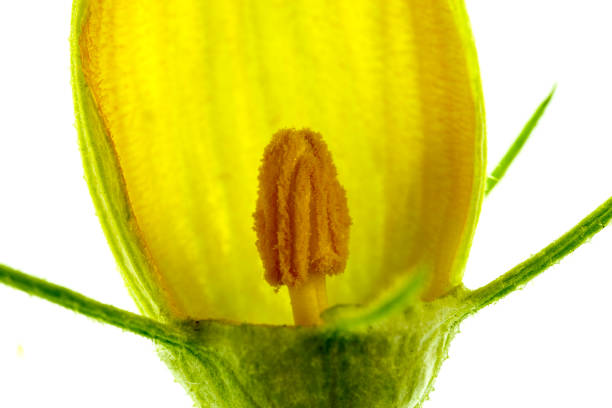 Pumpkin Flower – Male Anatomy View of a dissected pumpkin male flower with petals, stamen, anther, filament, sepals and calyx dissected flower stock pictures, royalty-free photos & images