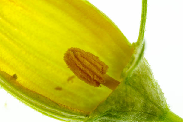 Pumpkin Flower – Male Anatomy View of a dissected pumpkin male flower with petals, stamen, anther, filament, sepals and calyx dissected flower stock pictures, royalty-free photos & images