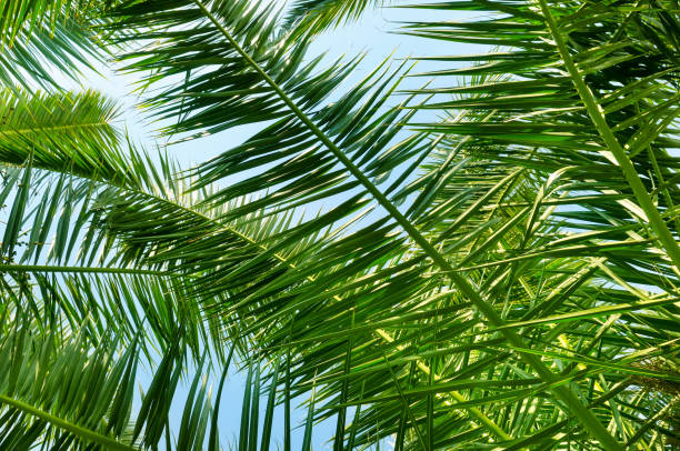 istock Background of palm leaves and blue sky. 1084406826