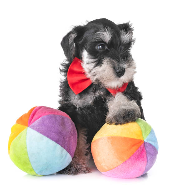 istock puppy miniature schnauzer 1084410994