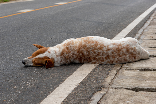 Dog lying down and sleeping on the road