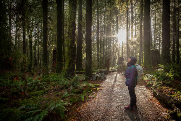 istock Woman Hiking in Forest During Rainfall, Sunlight Streams in Background 1084413022