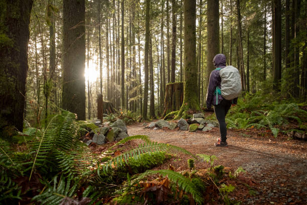 istock Young Woman Hiking with Backpack Admiring Sunlight in Rainy Forest 1084413060