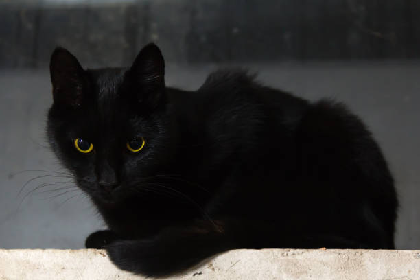 istock black cat with green eyes lies on a concrete surface 1084413780