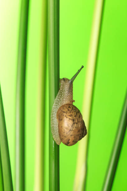 lovely snail - 3629 imagens e fotografias de stock