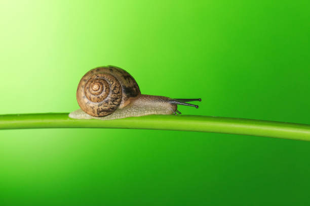 hermoso caracol - 3655 fotografías e imágenes de stock