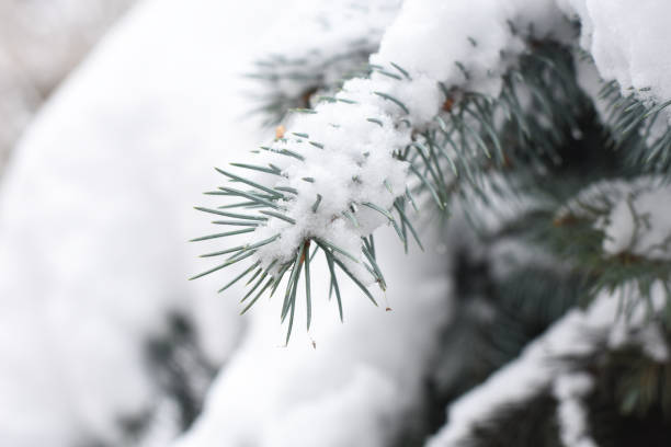 istock Branch of fir tree covered with snow 1084422220