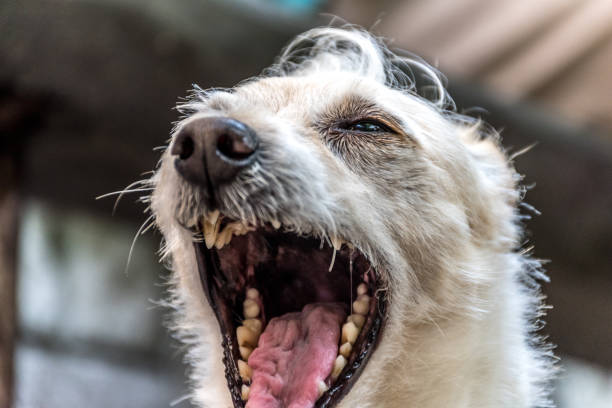 istock Cute Jack Russell Terrier Outdoors 1084431334