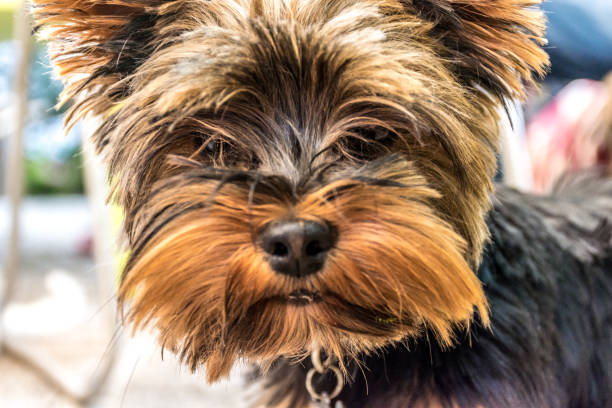 istock Cute Young Yorkshire Terrier Dog Outdoors 1084431336