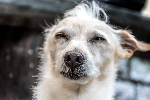 istock Cute Jack Russell Terrier Outdoors 1084431352