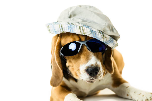 istock funny cute beagle dog in sunglasses and a hat 1084436902