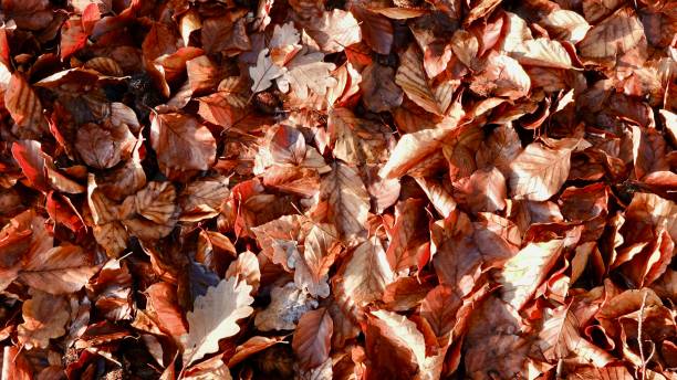 istock Foilage, leaves of beech trees 1084441232