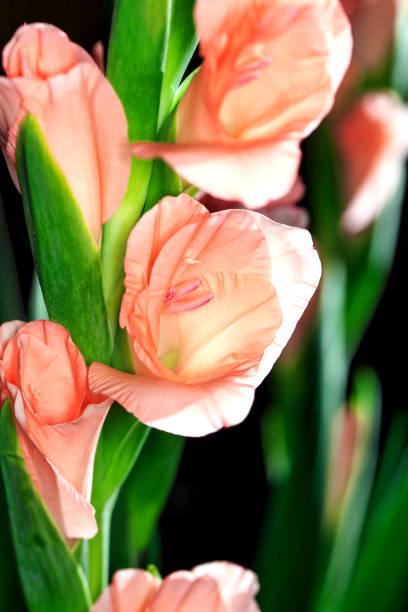 tipo de flor em flor - gladiolus flower floral pattern single flower - fotografias e filmes do acervo