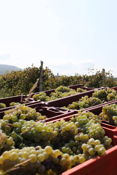 istock Wine Grape Harvest in Georgia 1084444088