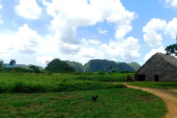 istock Cuban Tobacco Farm 1084448240