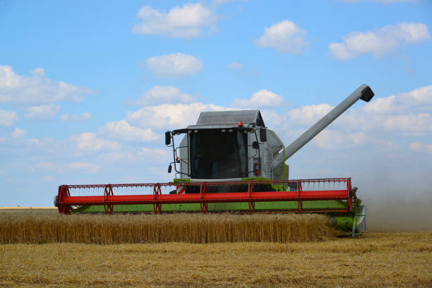 istock Beautiful harvester working in the field in Russia 1084450196
