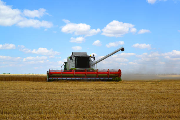 istock Beautiful harvester working in the field in Russia 1084450270