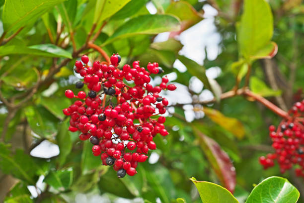 istock Viburnum odoratissimum 1084452022