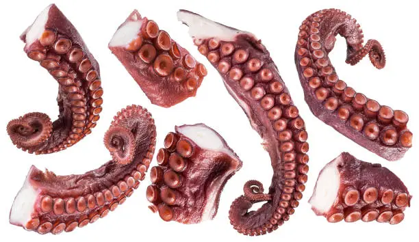 Pieces of cooked devil-fish or octopus tentacles (arms). File contains clipping paths.
