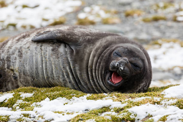 um bonito jovem elefante sul boceja na baía de fortuna, geórgia do sul, antártica - animal elephant seal seal yawning - fotografias e filmes do acervo