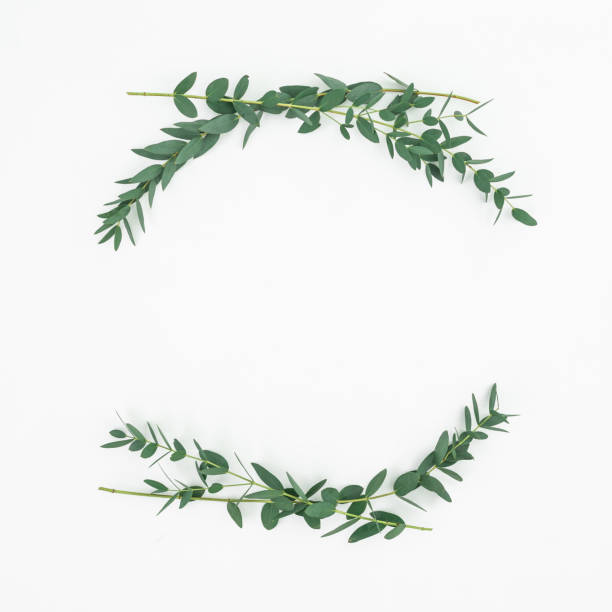 Floral frame made of eucalyptus branches on white background. Flat lay, top view