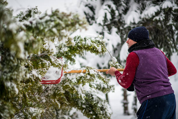 istock Senior cleaning  snow from trees after massive snowfall 1084457734