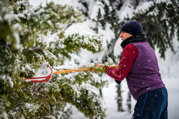 istock Senior cleaning  snow from trees after massive snowfall 1084457912