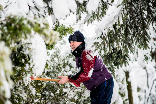 istock Senior cleaning  snow from trees after massive snowfall 1084458238