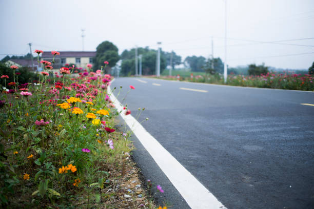wild flowers beside country road
