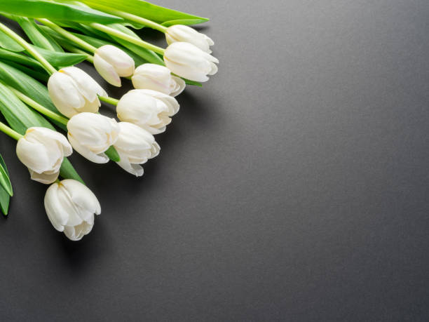 istock White tender tulips on dark gray background. 1084459056
