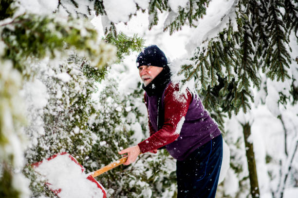 Senior cleaning  snow from trees after massive snowfall stock photo