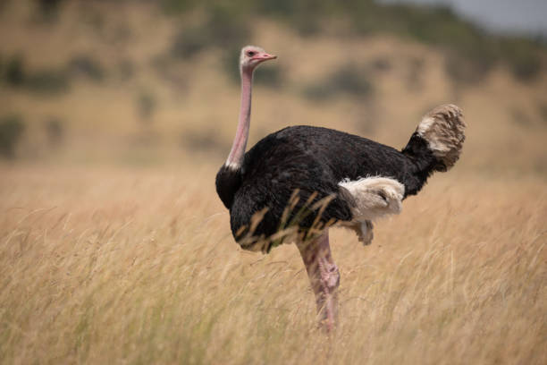 istock Male ostrich in long grass facing right 1084461498