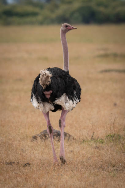 istock Male ostrich walks away over grassy plain 1084461526