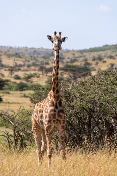 istock Masai giraffe among whistling thorns facing camera 1084461542