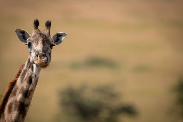 istock Masai giraffe poking long neck into frame 1084461598