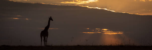 istock Masai giraffe standing on horizon at sunset 1084461614