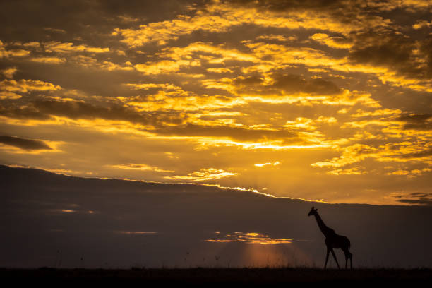 istock Masai giraffe walking on horizon at sunset 1084461702