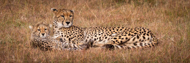 istock Panorama of cheetah and cub lying down 1084461788