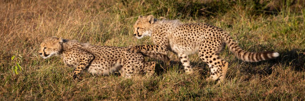 istock Panorama of two cheetah cubs in grass 1084461850