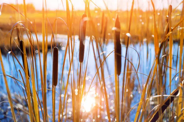 Autumn landscape with  cattail in swamp at sunset