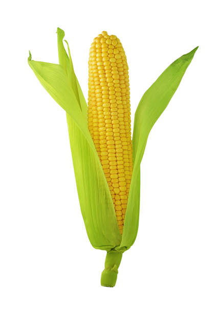 istock Ripe yellow corn cob with leaves isolated on white background with clipping path 1084462032