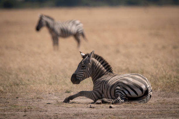 istock Plains zebra lies on grass near another 1084462174