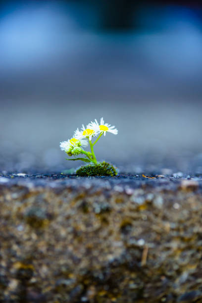 istock Little Daisy Flower on Dry Soil 1084464142