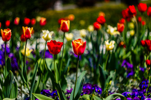 Colorful Tulips in Grassy Field