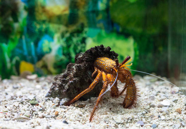 istock Hermit crab in shell. Dardanus megistos in aquarium 1084467102