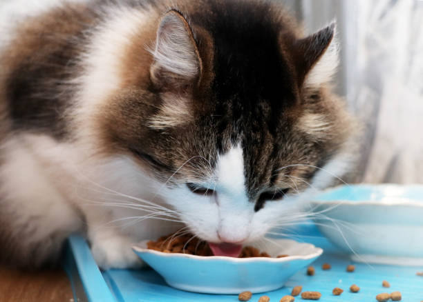 istock Norwegian Forest Cat eats dry food. Purebred Pet Lunch 1084470652