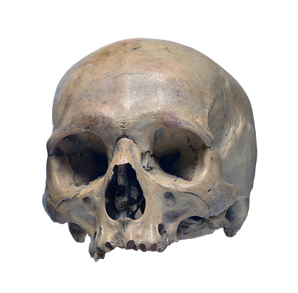 Skull of the human on a white background.