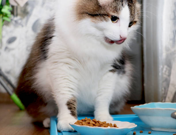 istock Norwegian Forest Cat eats dry food. Purebred Pet Lunch 1084470746